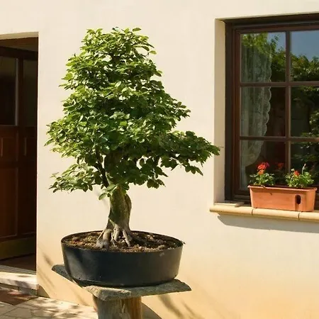 فندق Bonsai 3*