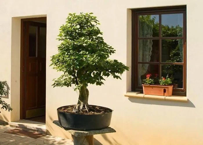 Ξενοδοχείο Bonsai 3*